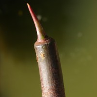 Rhizophora mucronata Poir.